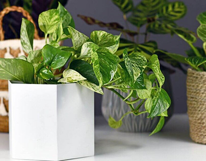 Marble Queen Pothos: Details and Caring Tips