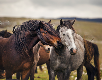 Bosnia's untamed heart: Wild Horses