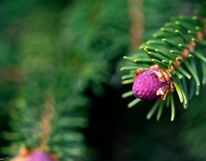 Pink Pine Cones