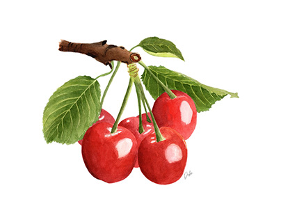 Watercolor Cherries Illustration