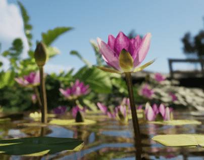 Lotus_Pond