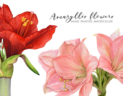 Watercolor Amaryllis Flowers