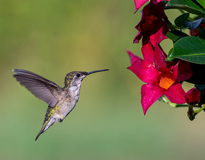 Hummingbirds and dipladenia