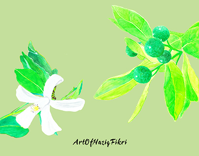 Botanical Scientific Illustration " Limau Kasturi "