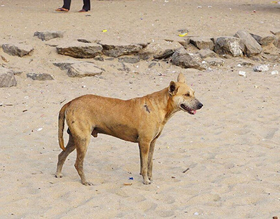 Why Indian Pariah Dog Breed Is Best Human Companion