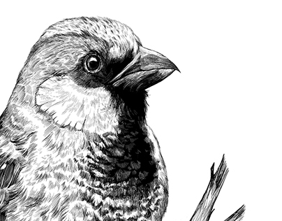 Berlin Quarterly #6 Sparrow Illustration