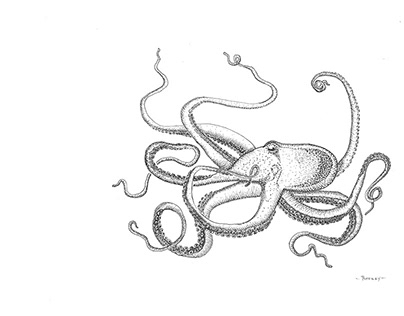 Lurking Octopus
