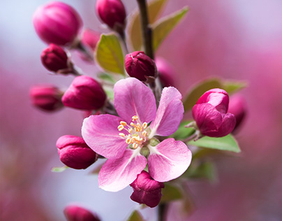 Spring Apple Blossoms