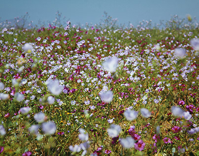 Chilean Atacama Desert flowering Photography