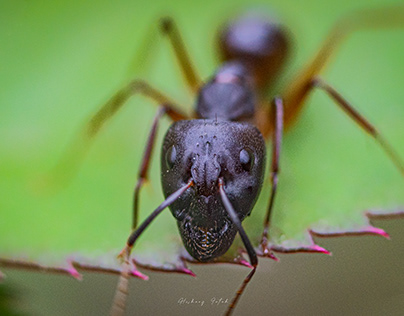 macro photography of ant