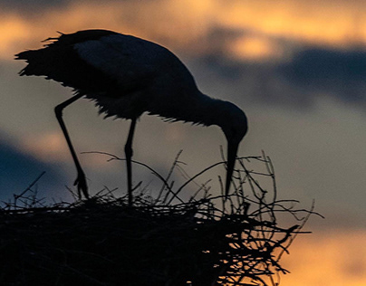 Europe digest bird White Stork at sunset