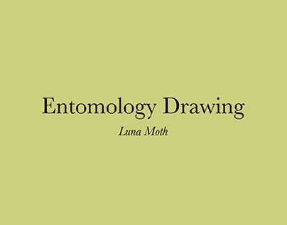 Entomology Drawing