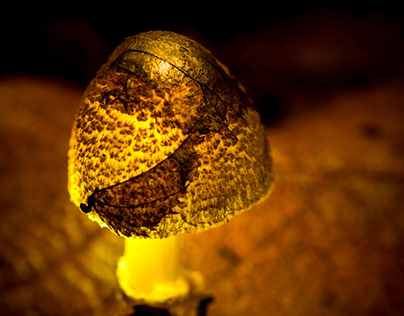 the mysterious light of the fungus