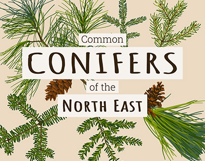 Project thumbnail - Instagram Field Guide: Conifers