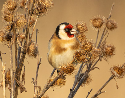 Goldfinch in old Thistles