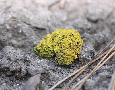 Artistic yellow moss