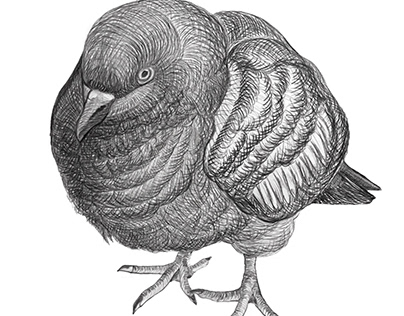 a pigeon drawn in pencil