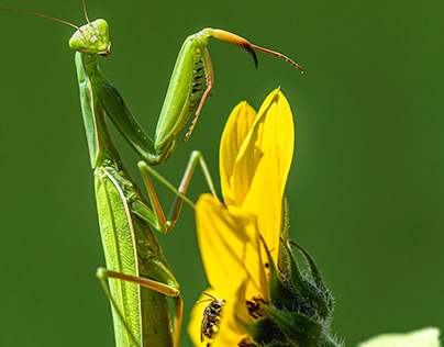 Praying Mantis Stalks a Honey Bee