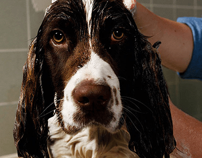 10 Steps to a Clean Dog