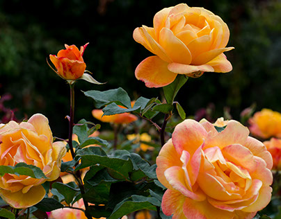 Roses at Balboa Park