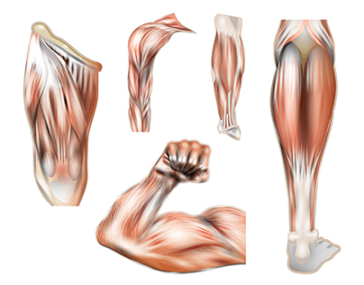 Body Muscle Vector