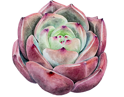 Botanical watercolor illustration - Echeveria