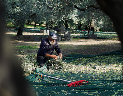 Giannis Oikonomou Olive Trees Harvest photoshoot