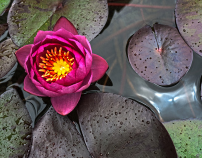Lilly pad flower