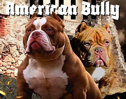 Projeto American Bully