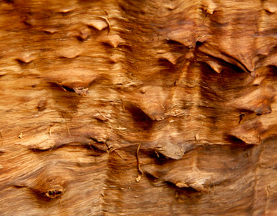 The skin of wood.