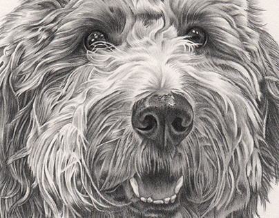 Franklin, Dog Portrait Drawing