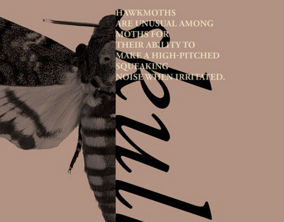 Entomology ipad Brochure