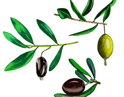 Olives watercolor