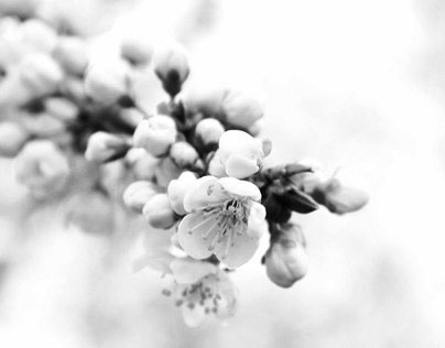 Black and white spring