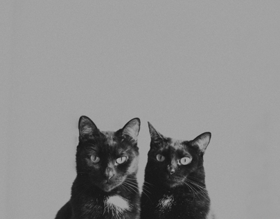 black cats in black and white Pt 1