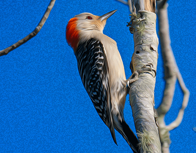 Goldfronted Woodpecker in Oil
