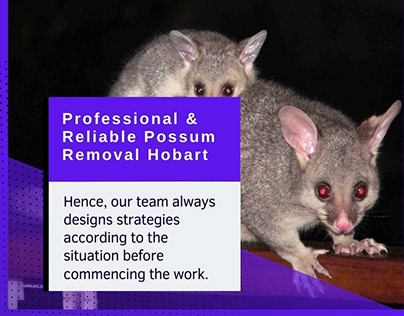 Project thumbnail - Professional & Reliable Possum Removal Hobart