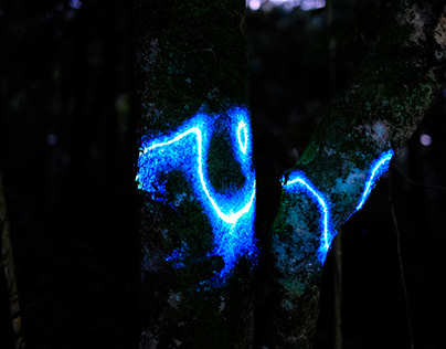 Bioluminescence Art in New Zealand Nature