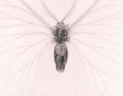 Cecropia Moth Studies