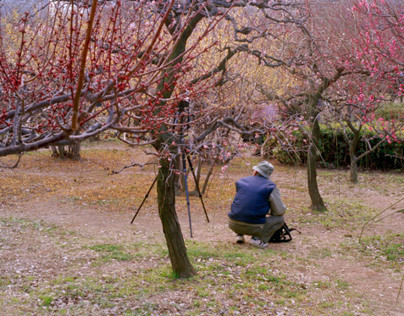 Plum Blossoms, 2006
