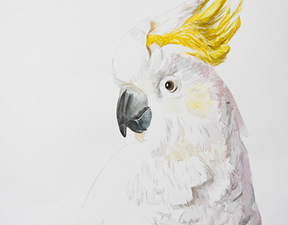 Project thumbnail - white cockatoo
