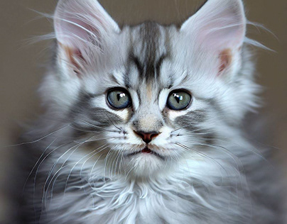 Silver Maine Coon Cats