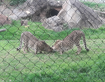 Two Cheetahs Down Head to Head