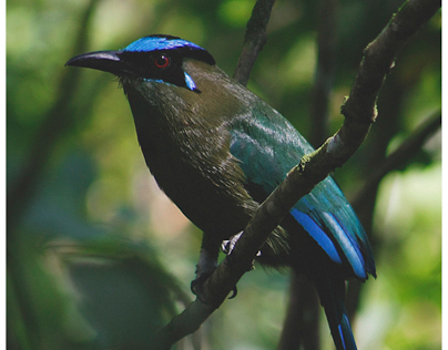 Colombian Birds