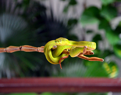 green snake Thailand