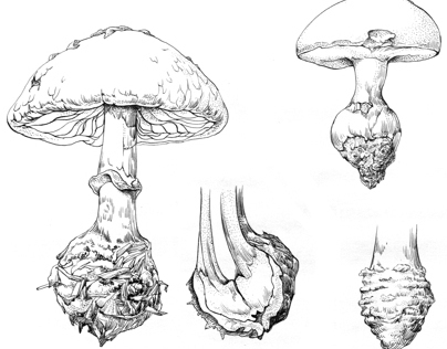 Fungi Morphology : Bulbous, Conic