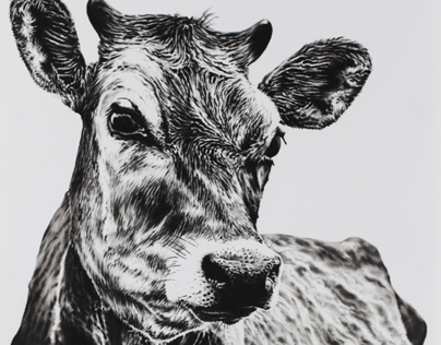 Jersey Cow Drawing