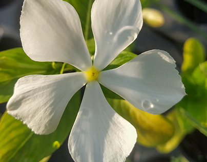 Madagascar Periwinkle White Plant