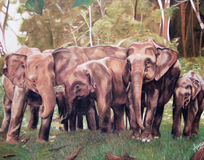 Pygmy Elephants