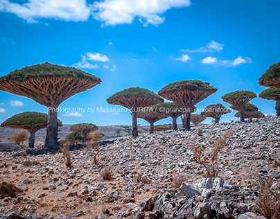 Dragoon blood trees around Shebahon, Socotra, Yemen